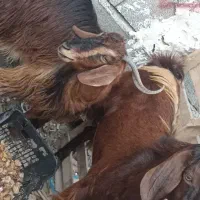 فروش دو عدد گوسفند