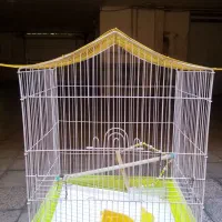 قفس پرنده عروس هلندی