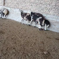 قوچ افشارپلنگی