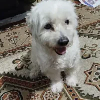 سگ گمشده