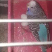 یک جفت مرغ عشق تخم گذار