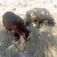 آدرس لالی|حیوانات مزرعه|لالی, |دیوار