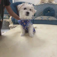 شیتزو تیریر ۵ ماهه دختر|سگ|تهران, ایران|دیوار