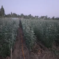 نهال کبوده و شیرین قلمه صنوبر|گل و گیاه طبیعی|سلماس, |دیوار