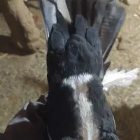 پلنگ|پرنده|کرمان, |دیوار