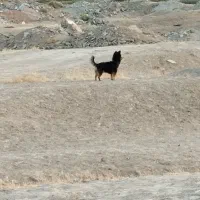 سگ پاکوتاه|سگ|کرمانشاه, |دیوار