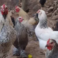 تخم مرغ نطفه دار  نژاد برهما لاری مرندی