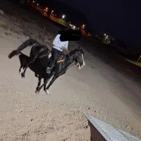 مادیان۴سال