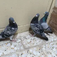 پلاکی|پرنده|سوسنگرد, |دیوار