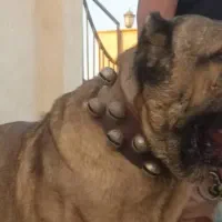 سگ سرابی|سگ|کرج, ساماندهی|دیوار