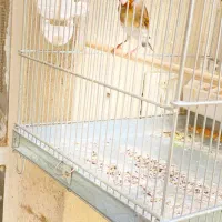 سهره قناری|پرنده|تهران, زرکش|دیوار