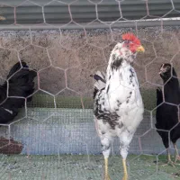 مرغ گلین|حیوانات مزرعه|فردوس (خراسان), |دیوار