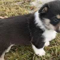 واگذاری سگ نژاد دار اشپیتز