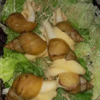 فروش ویژه مولد  حلزون