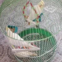 فروش عروس هلندی