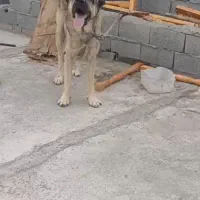 سگ پژدر نر