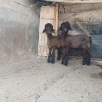 دو راس بره ماده گوش دولا دو قلو