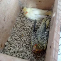 تعدادی بچه عروس موجود هست