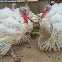 بقلمون بیوتی ۶