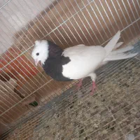 کفتر طوقی سیاه مشکی ماده