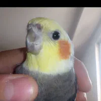 یک جفت عروس هلندی|پرنده|خرمدره, |دیوار