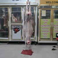 گوساله ریزقلم با استخوان|حیوانات مزرعه|بجنورد, |دیوار