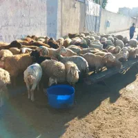 گوسفنده زنده با قصاب