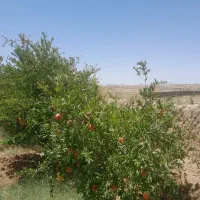 فروش فوری باغ بایک ساعت اب درخوسف|فروش دفتر صنعتی، کشاورزی، تجاری|خوسف, |دیوار