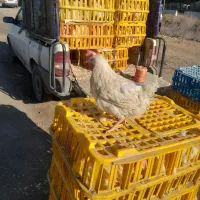 مرغ سفید تخم گذار