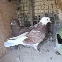 کبوتر تهرانی
