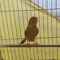 قناری ماده|پرنده|شوش, |دیوار