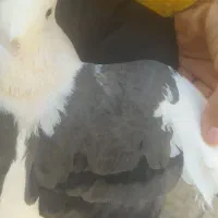 کبوتر سالم شوسی|پرنده|بیرانوند, |دیوار