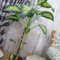 گل دیفن باخیا