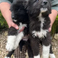 سگ قهدریجانی