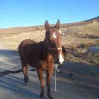 کره نریان کرد|اسب و تجهیزات اسب‌سواری|بیرانوند, |دیوار