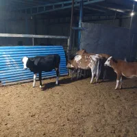 ۵عدد گوساله دورگ