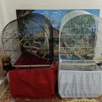 عروس هلندی نر و ماده|پرنده|ورامین, خیر آباد|دیوار