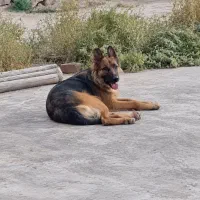 سگ ژرمن کینگ شوداین ماده جوان