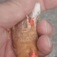 تعدادی فنج انگلیسی واورنج اروپایی|پرنده|خمینیشهر, |دیوار