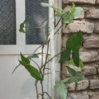 گل سینگونیوم.
