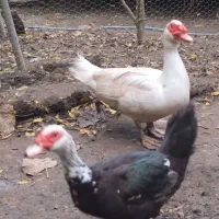 فروش اردک اسراییلی نر درشت وسنگین وزن|حیوانات مزرعه|بابلسر, |دیوار