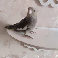 عروس هلندی|پرنده|بندرعباس, |دیوار