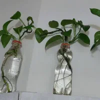 قلمه پتوس سبز