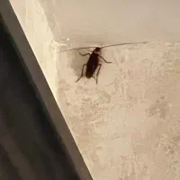 سم پاشی ساس و سمپاشی موریانه و سوسک