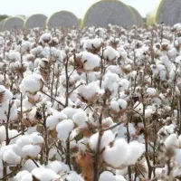 پنبه دستچین