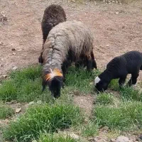 فوری فوری دزدیدن 7میش با یه بز|حیوانات|دزپارت, |دیوار