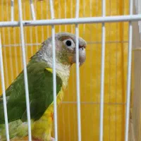 یک جفت گرینچیک و یک عدد گرینچیک بالغ