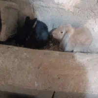 خرگوش لوپ فروشی