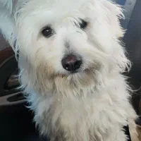 سگ شیتزو نر