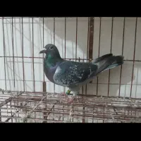 کویت ۲۴ گرفتنی پارسال